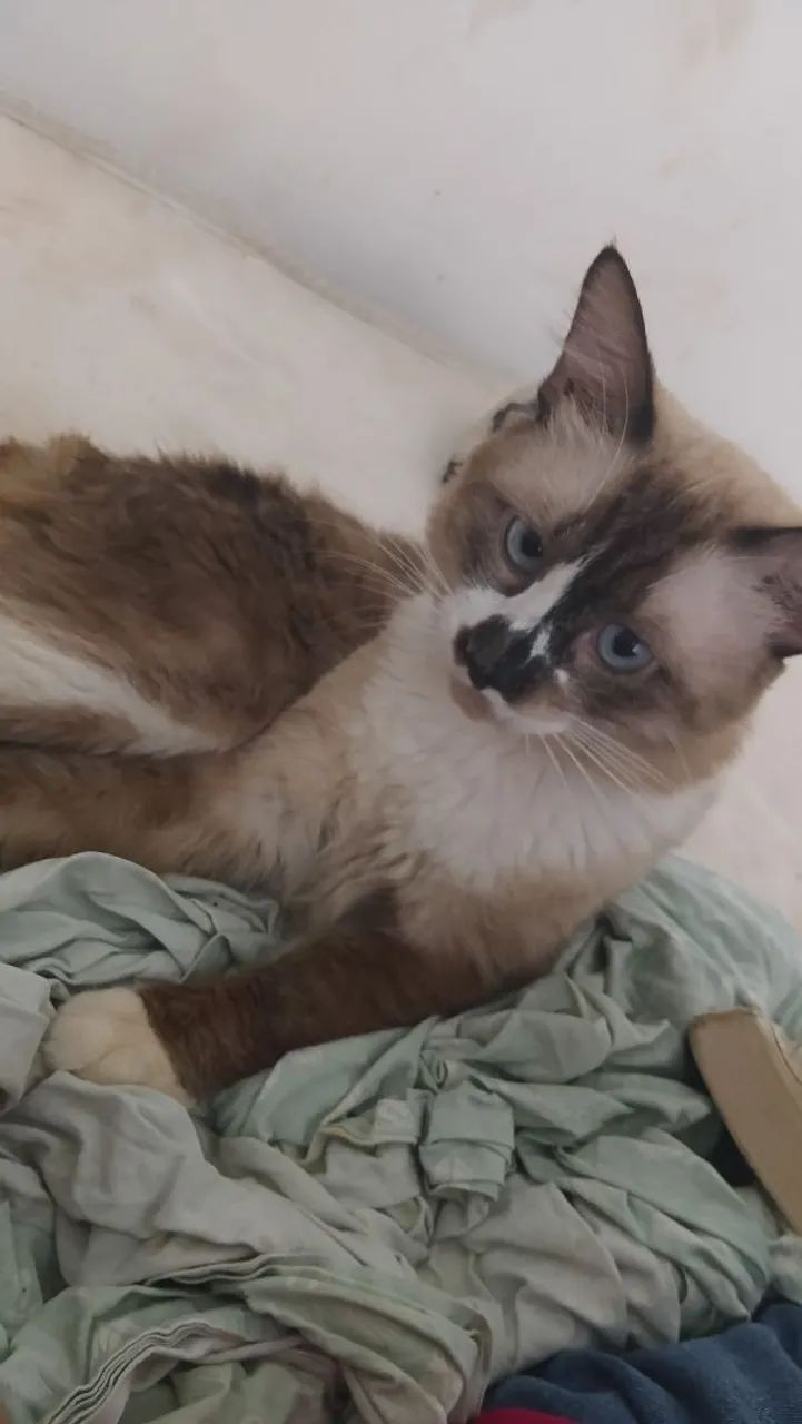 Gato 1 ano 