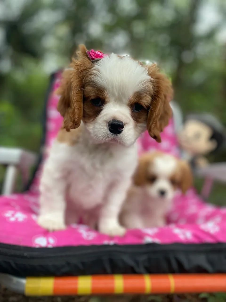 Cavalier filhotes com 2 meses com pedigree 