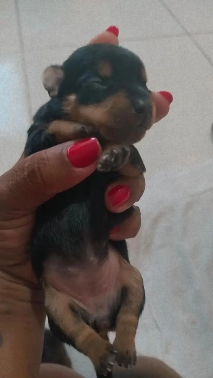 Venda de pets  - Foto 5