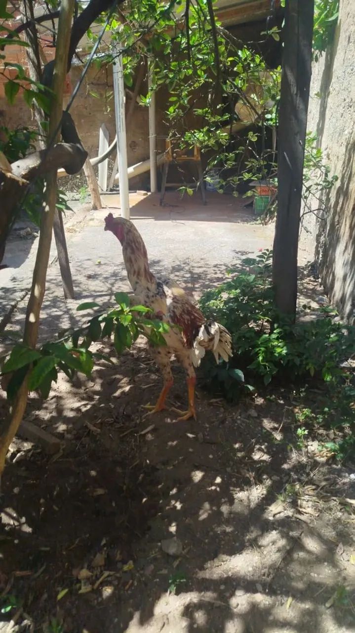 FRANGO ÍNDIO GIGANTE  - Foto 2