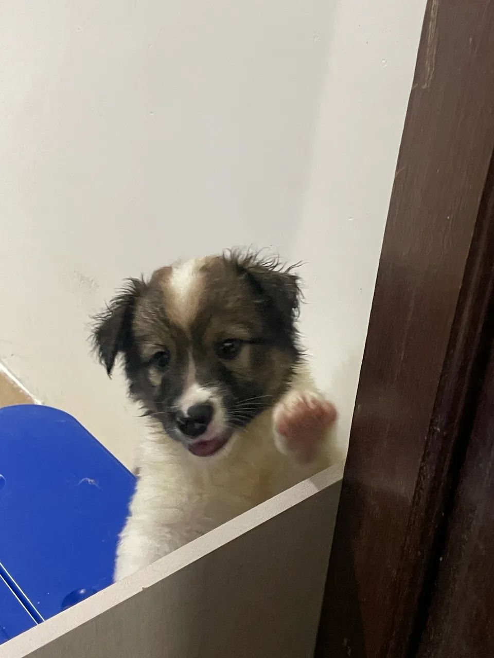 Border collie  - Foto 2