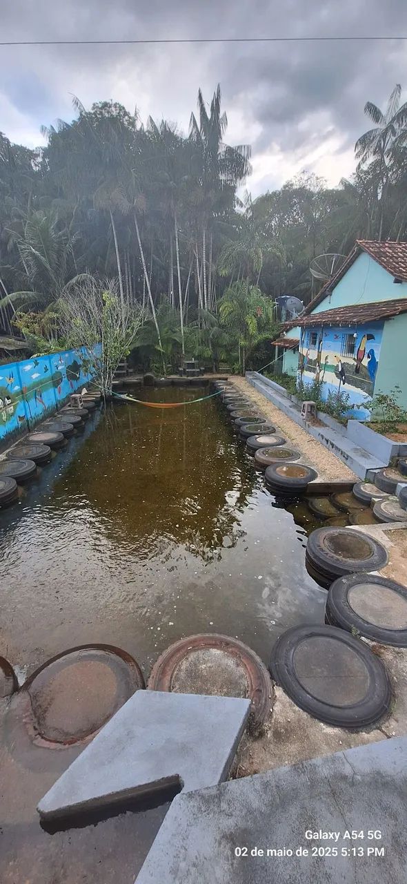 Sitio em Ourém com + de 100 pés de açaí  - Foto 3
