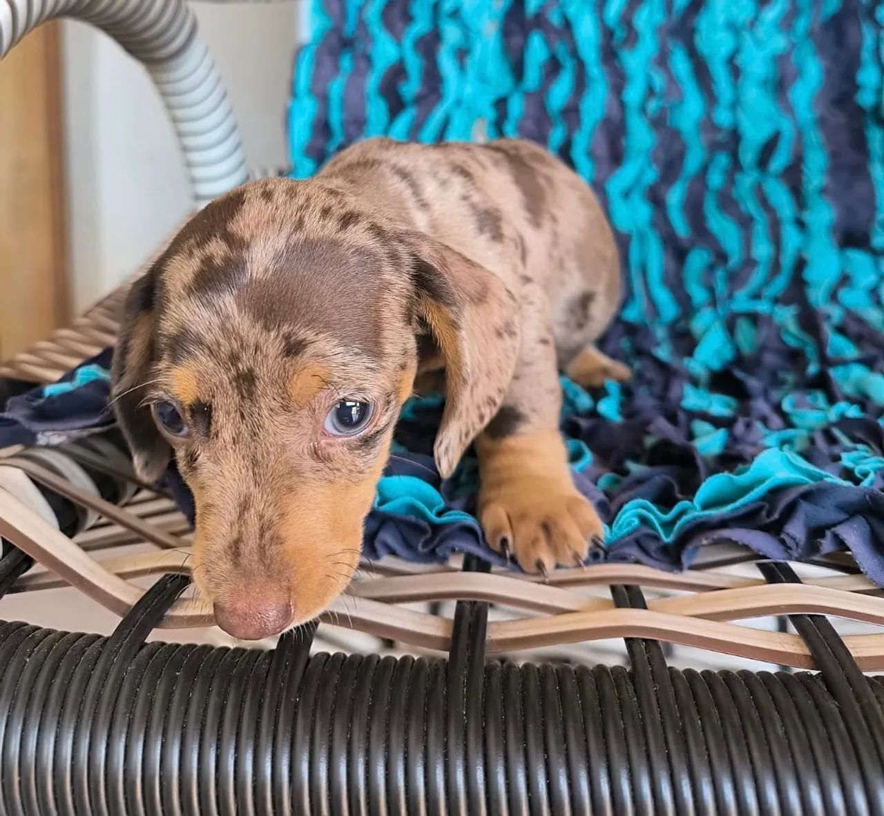 Dachshund 