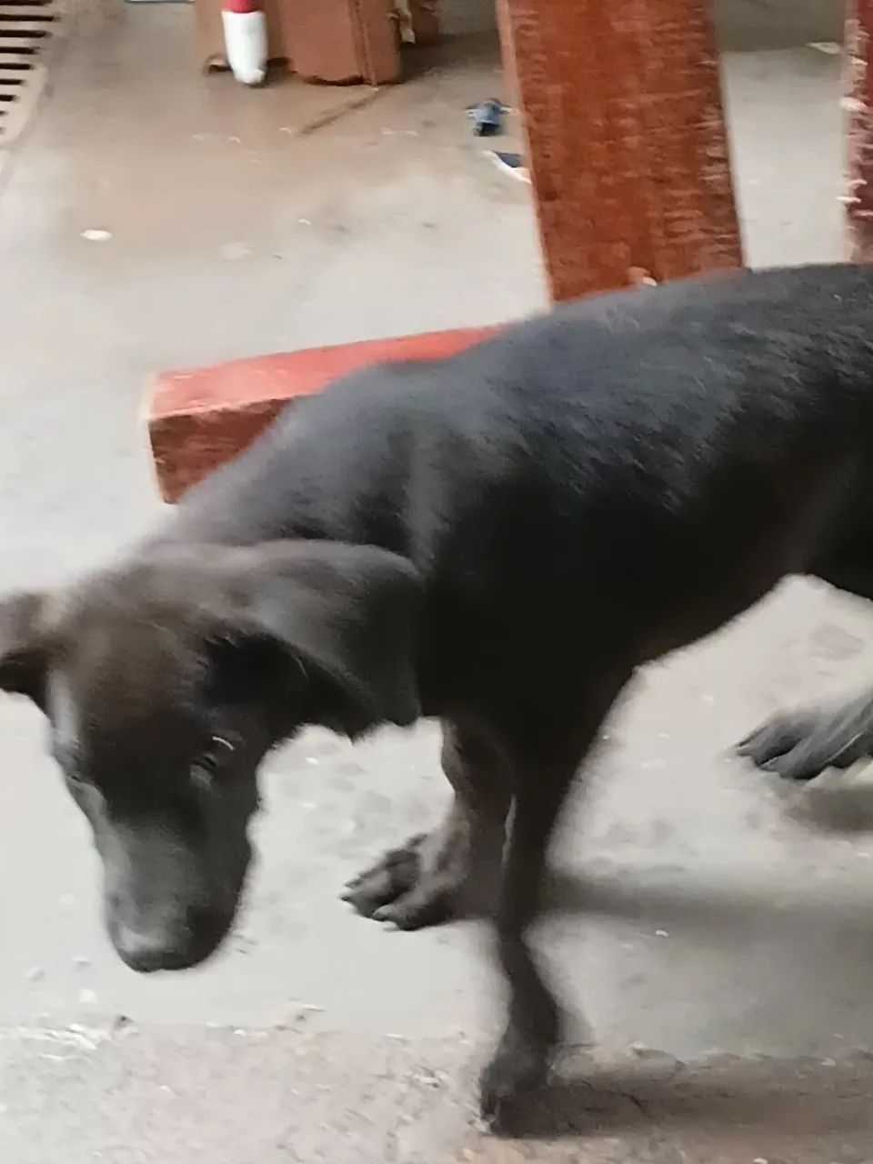 Doação de Labrador - Foto 2