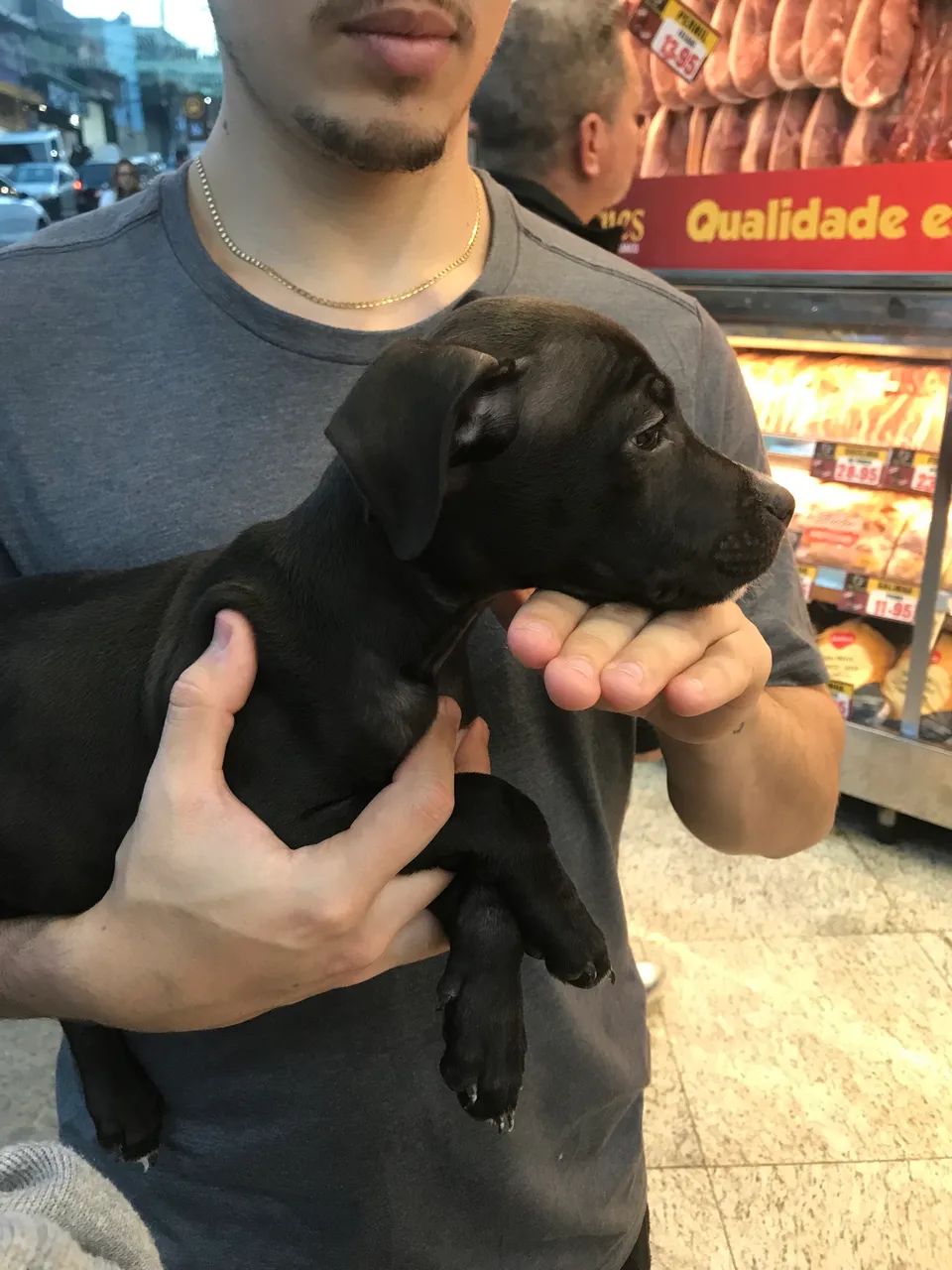 Pitbull filhote  - Foto 4