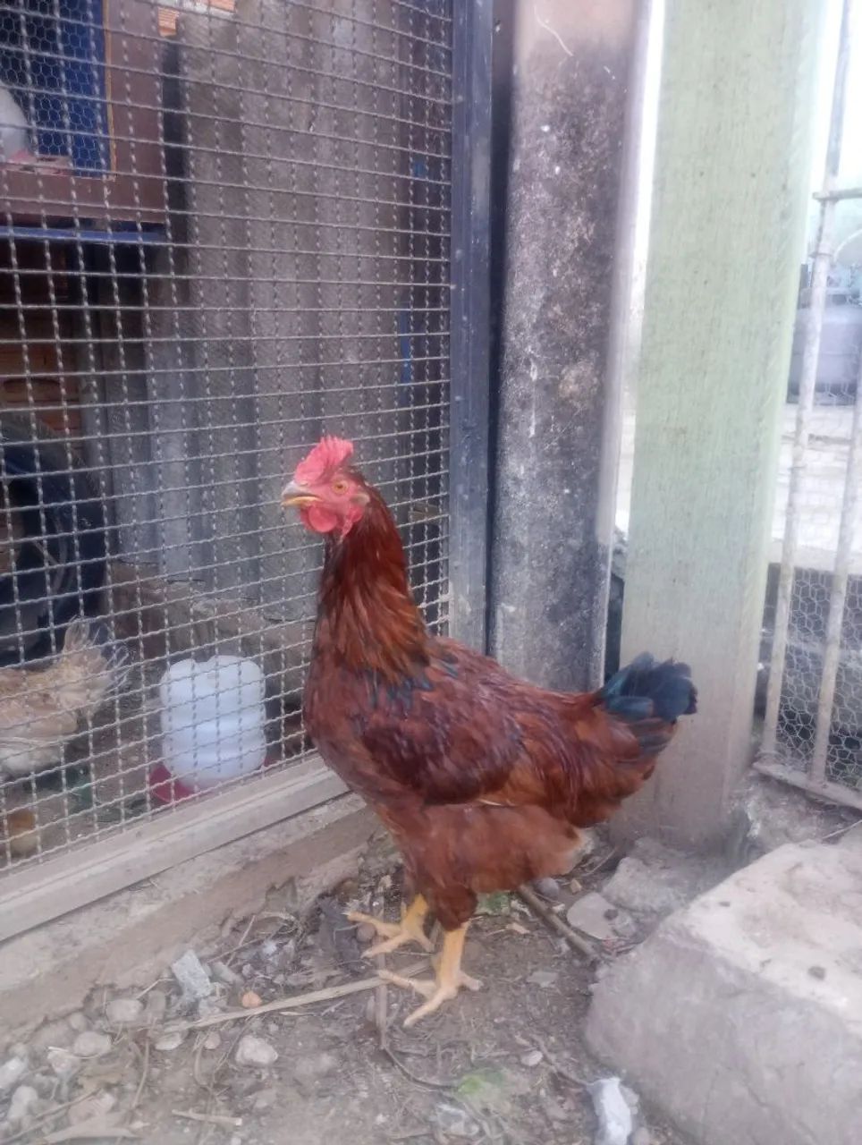 Frango rhode island red - Foto 2