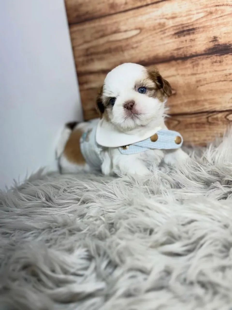 SHIHTZU mini e micro  - Foto 4