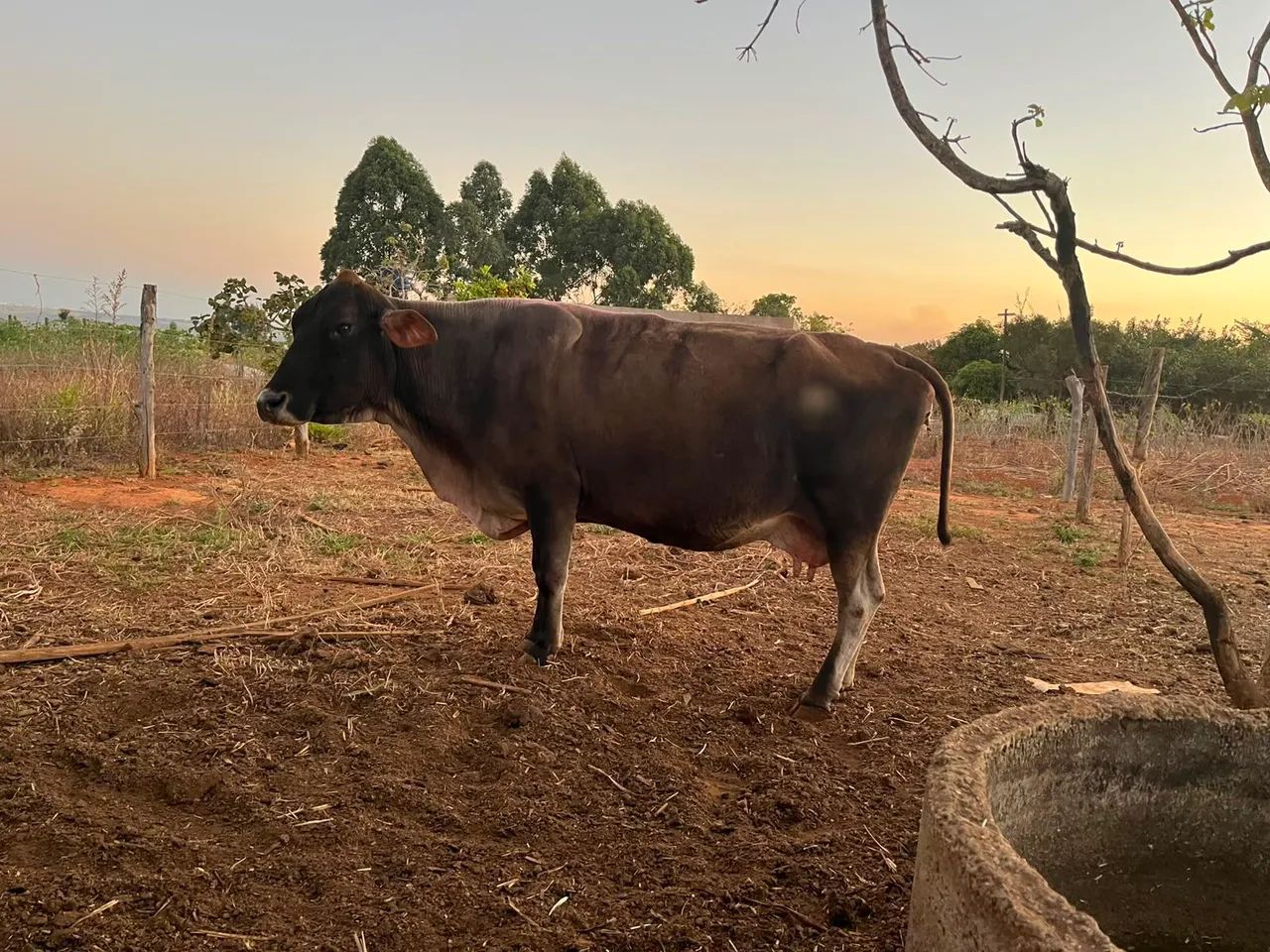 Vacas - Foto 2