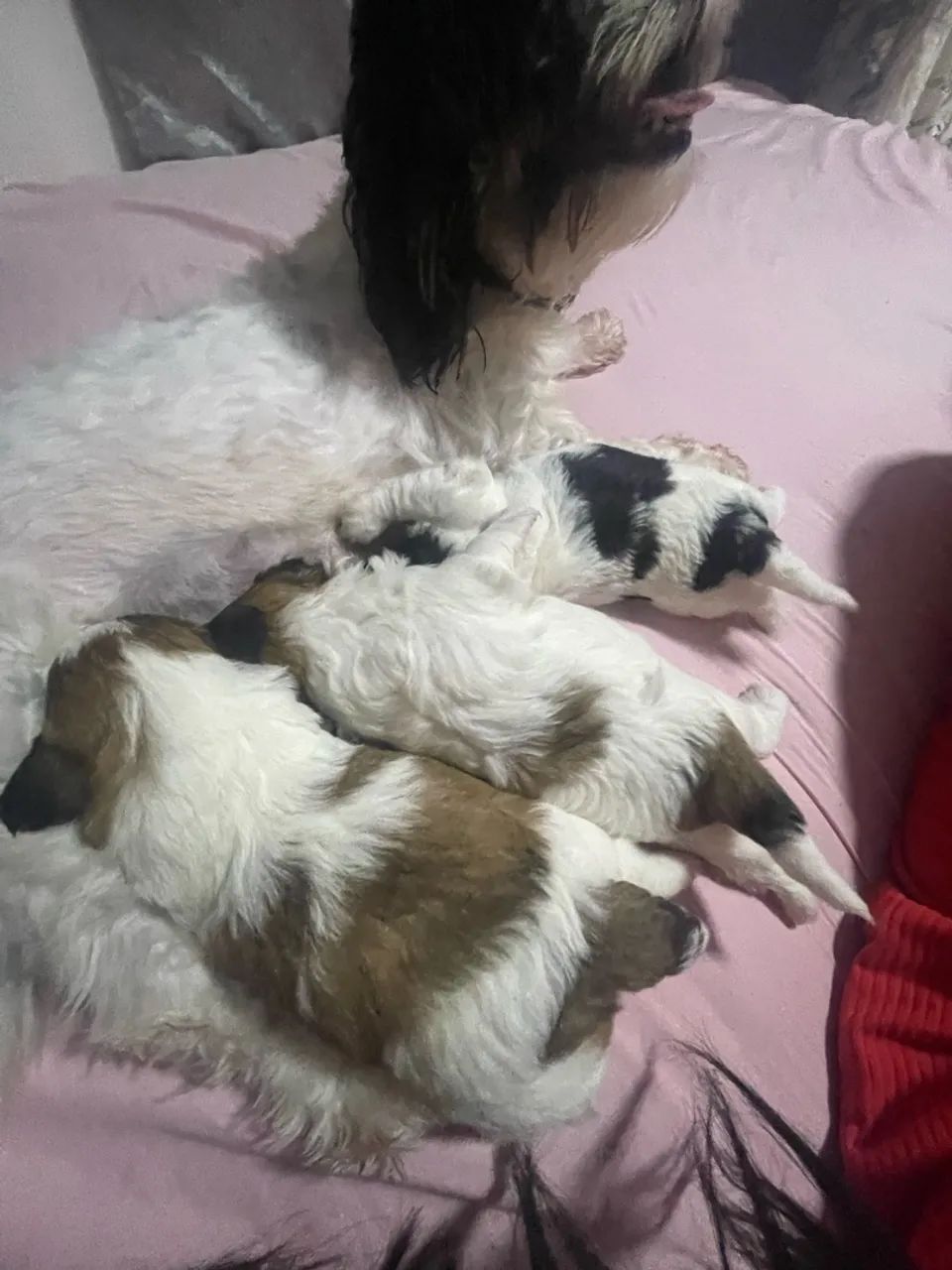 Cachorro shitszu  - Foto 2
