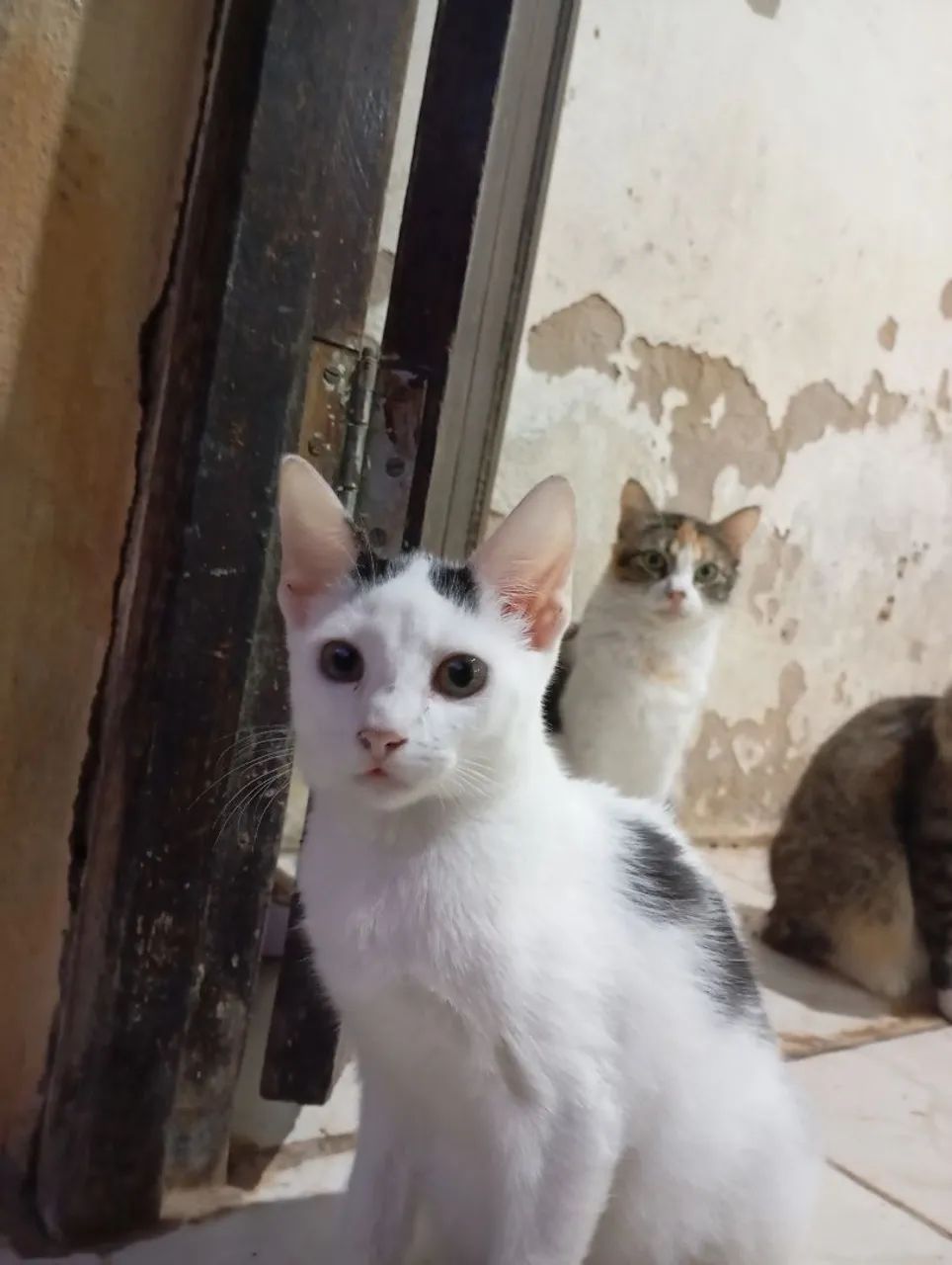 Doação de gata filhote  - Foto 2