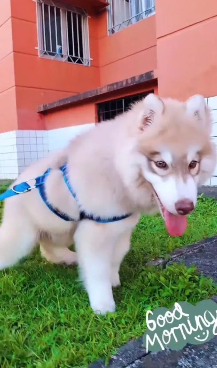 Husky siberiano macho 4 meses  - Foto 2