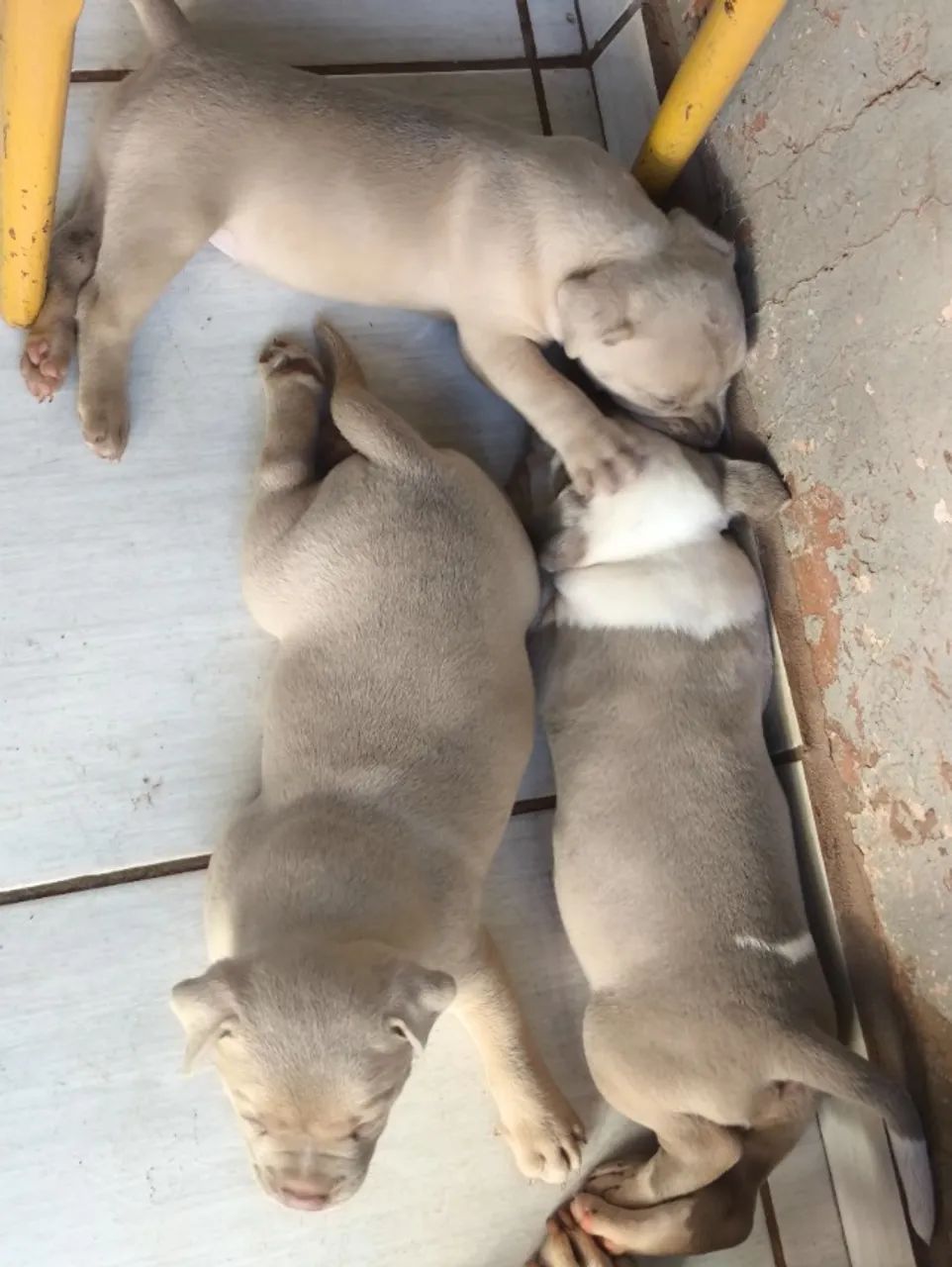 Pitmonster  - Foto 2