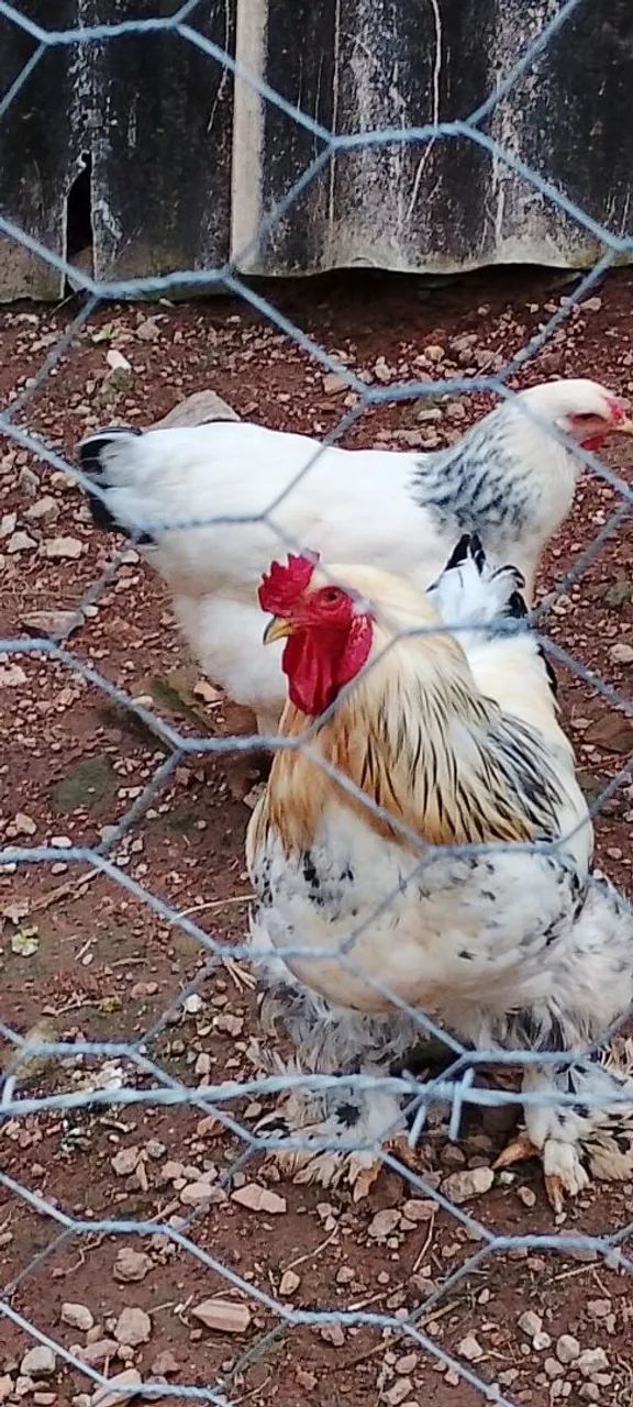 Galos raça Brahma  - Foto 2
