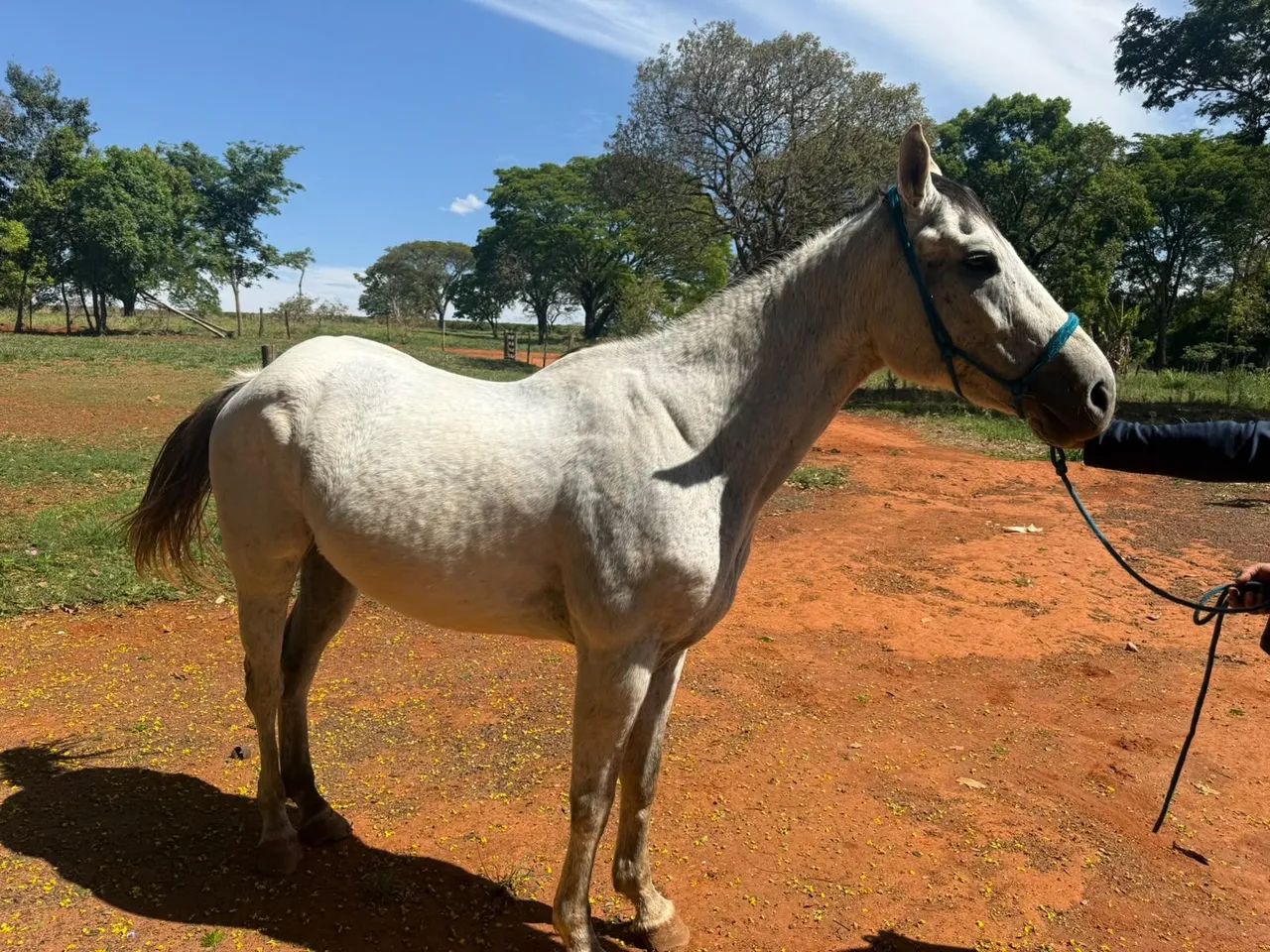 Cavalo Quarto de Milha  - Foto 3