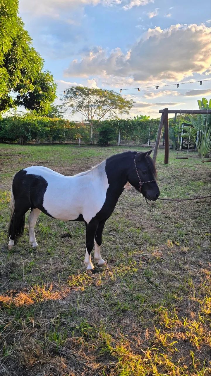 Lindo casal de mini Horses