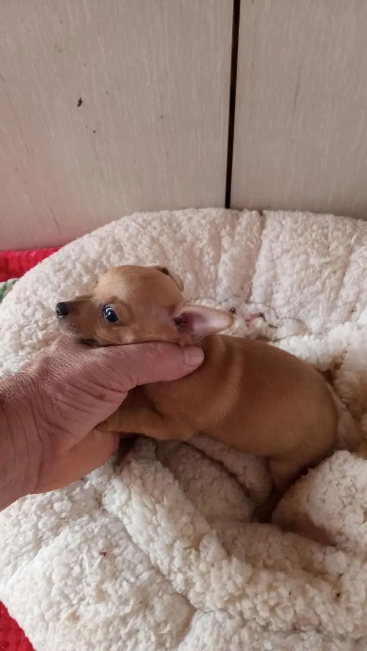 Pinscher Machinho original  - Foto 3