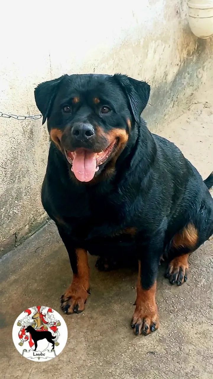 Casal/ rottweiler - Foto 3
