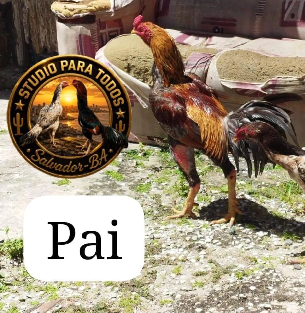Frango de raça, pena de galinha  - Foto 4