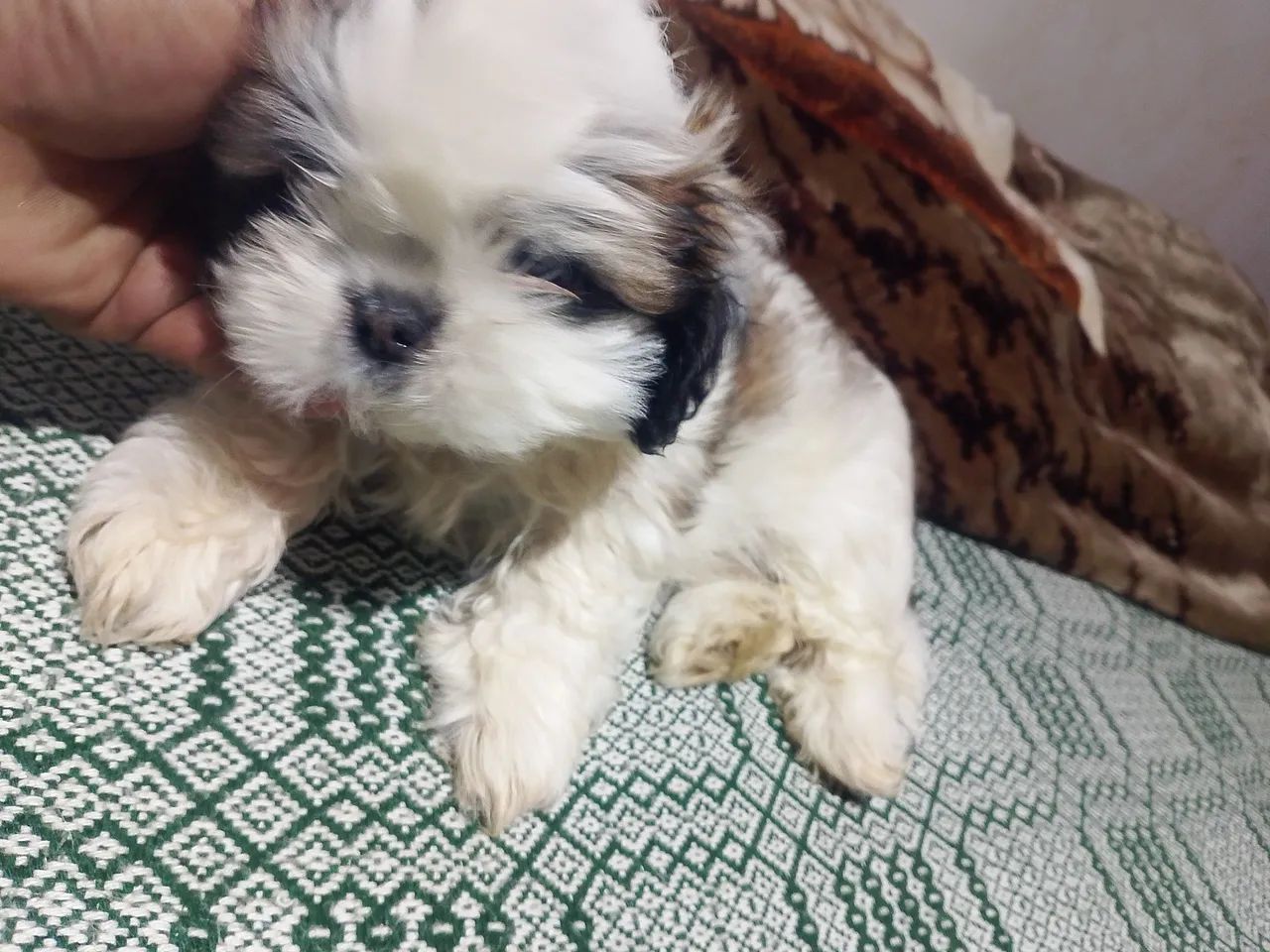 Shituz