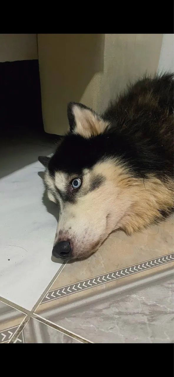 Husky Siberiano Wooly - Doação, Leia a descrição  - Foto 3