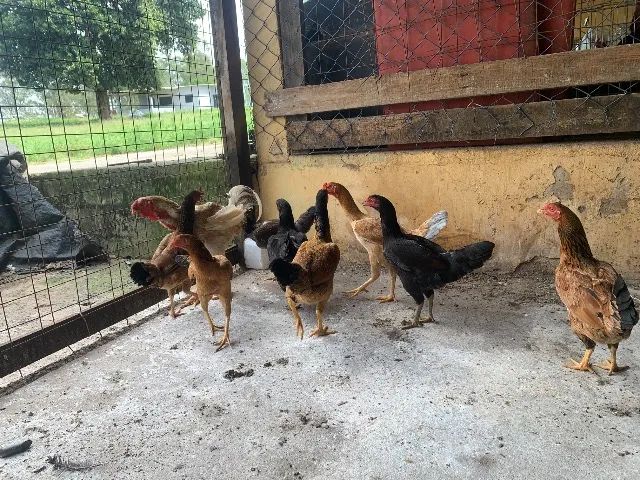 Galinhas - Foto 4