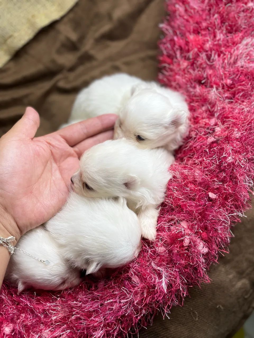 Lulu da Pomerânia fêmeas - Foto 4