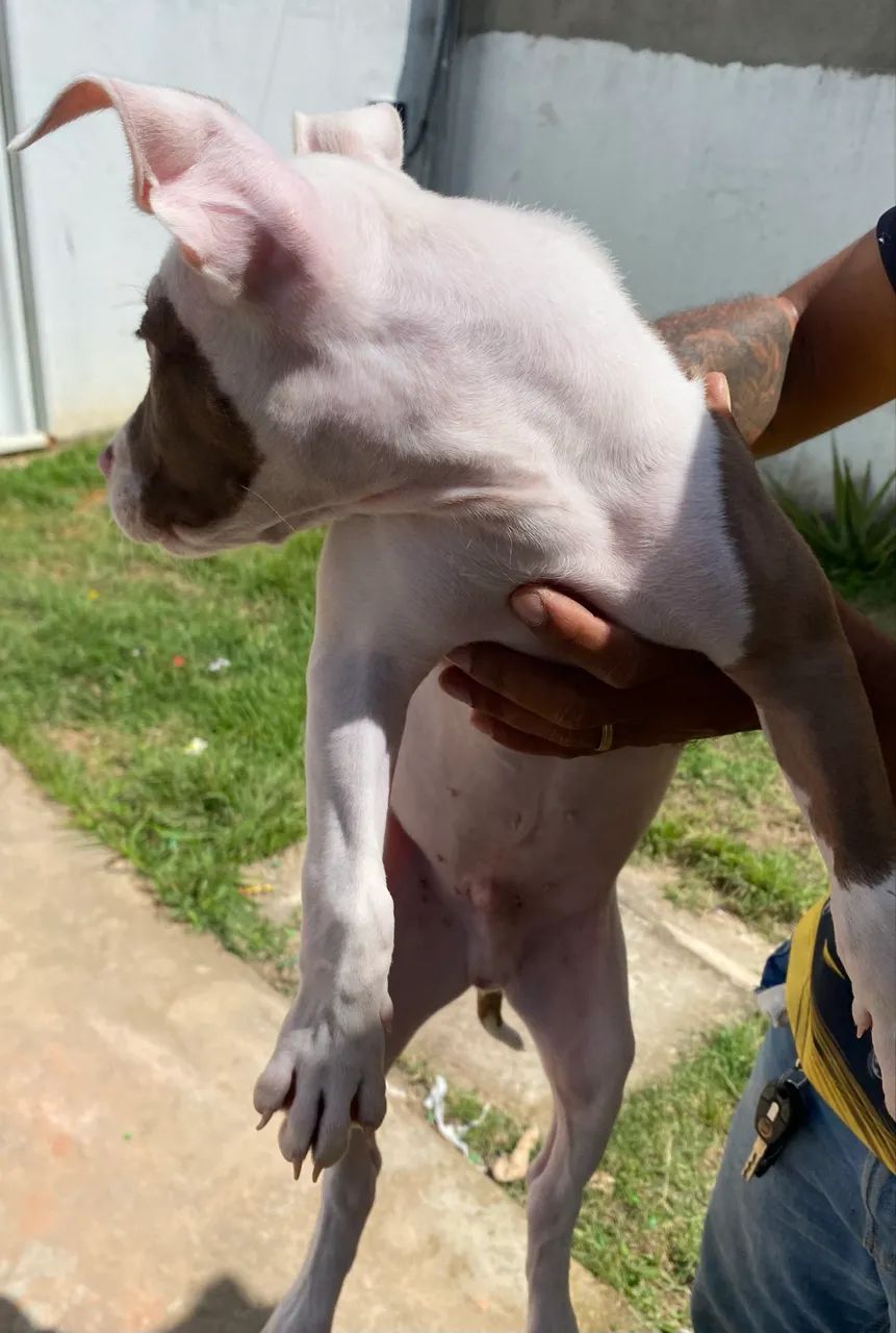 Filhote de Pitbull Macho  - Foto 2