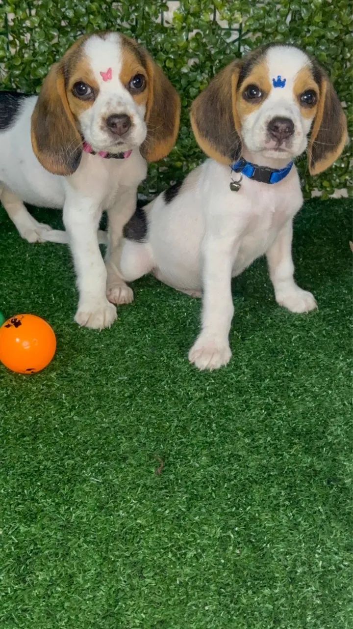Filhote Beagle - Foto 6