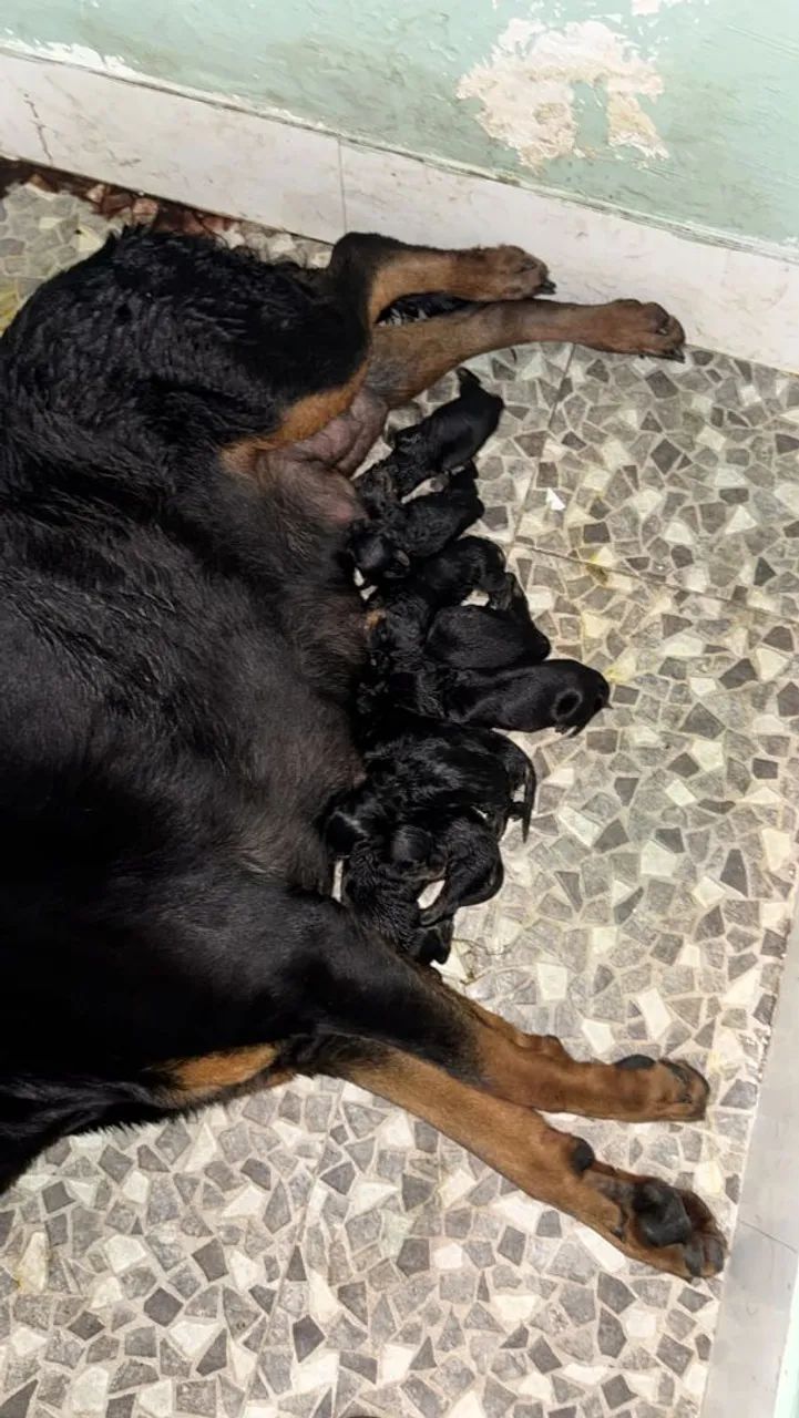 Rottweiler  - Foto 3