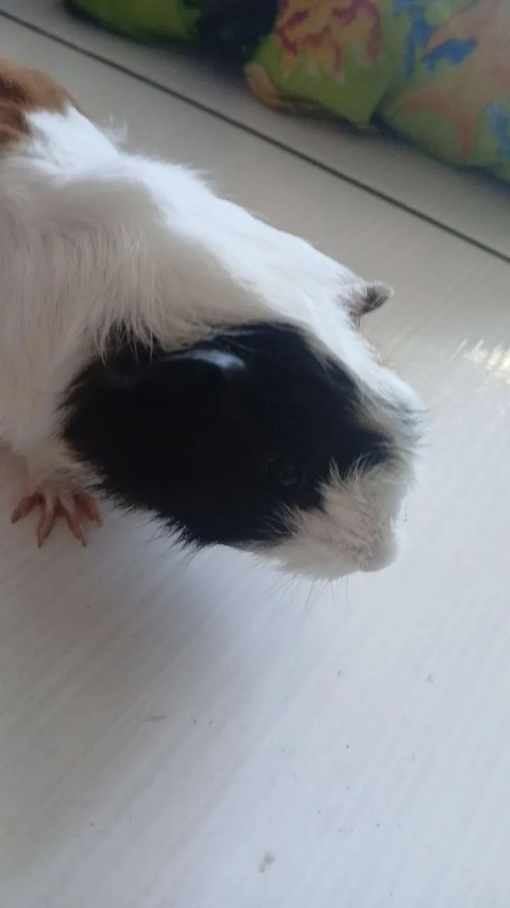 Vendo essa porquinha da india femea filhote