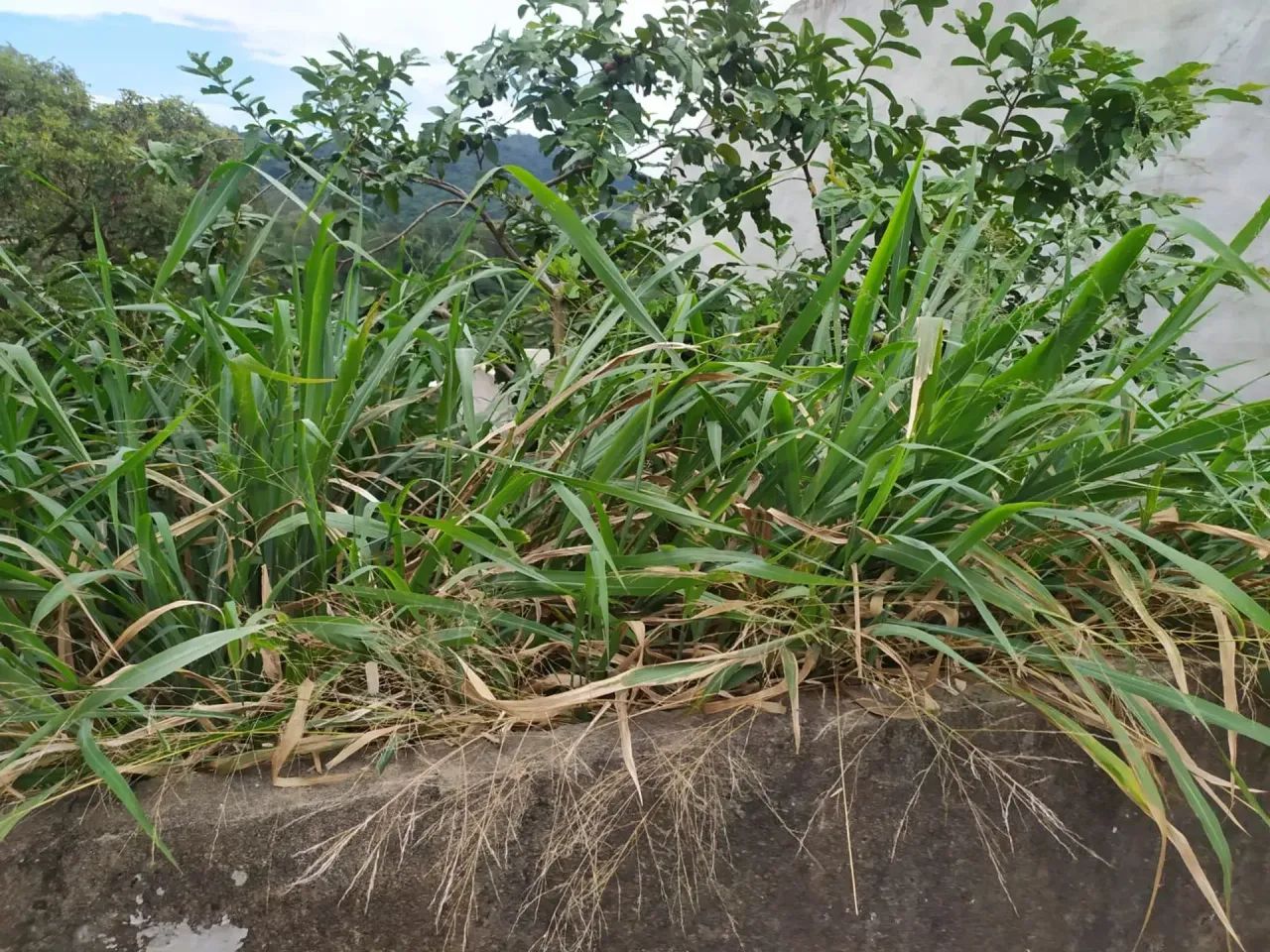 Vendo lote  Parque das Fontes - Águas de Lindóia - SP - Foto 5