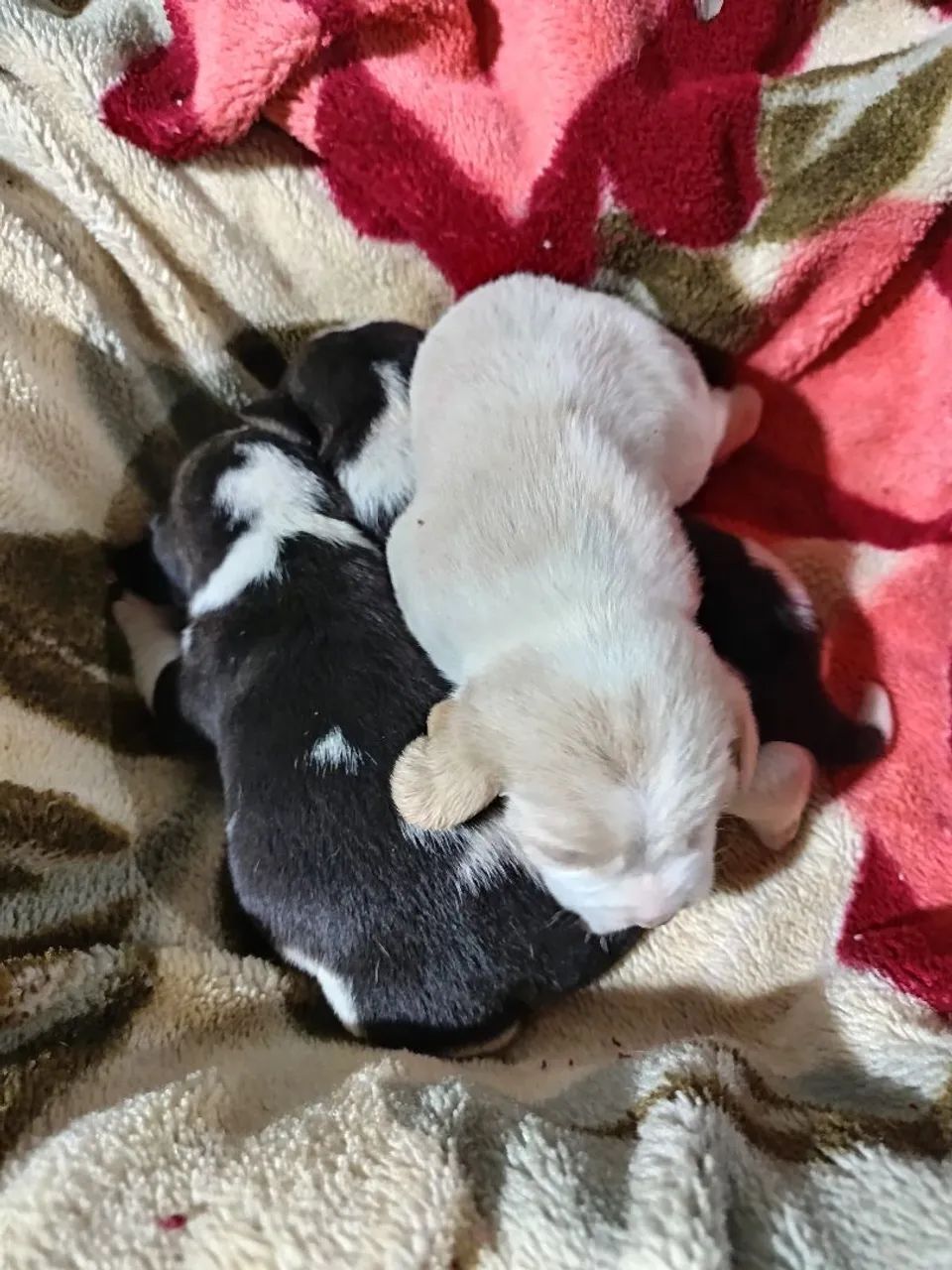 Beagle filhotes  - Foto 2