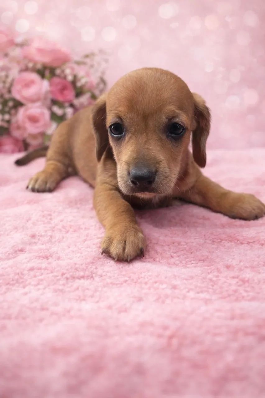 Dachshund especial esperando por um lar