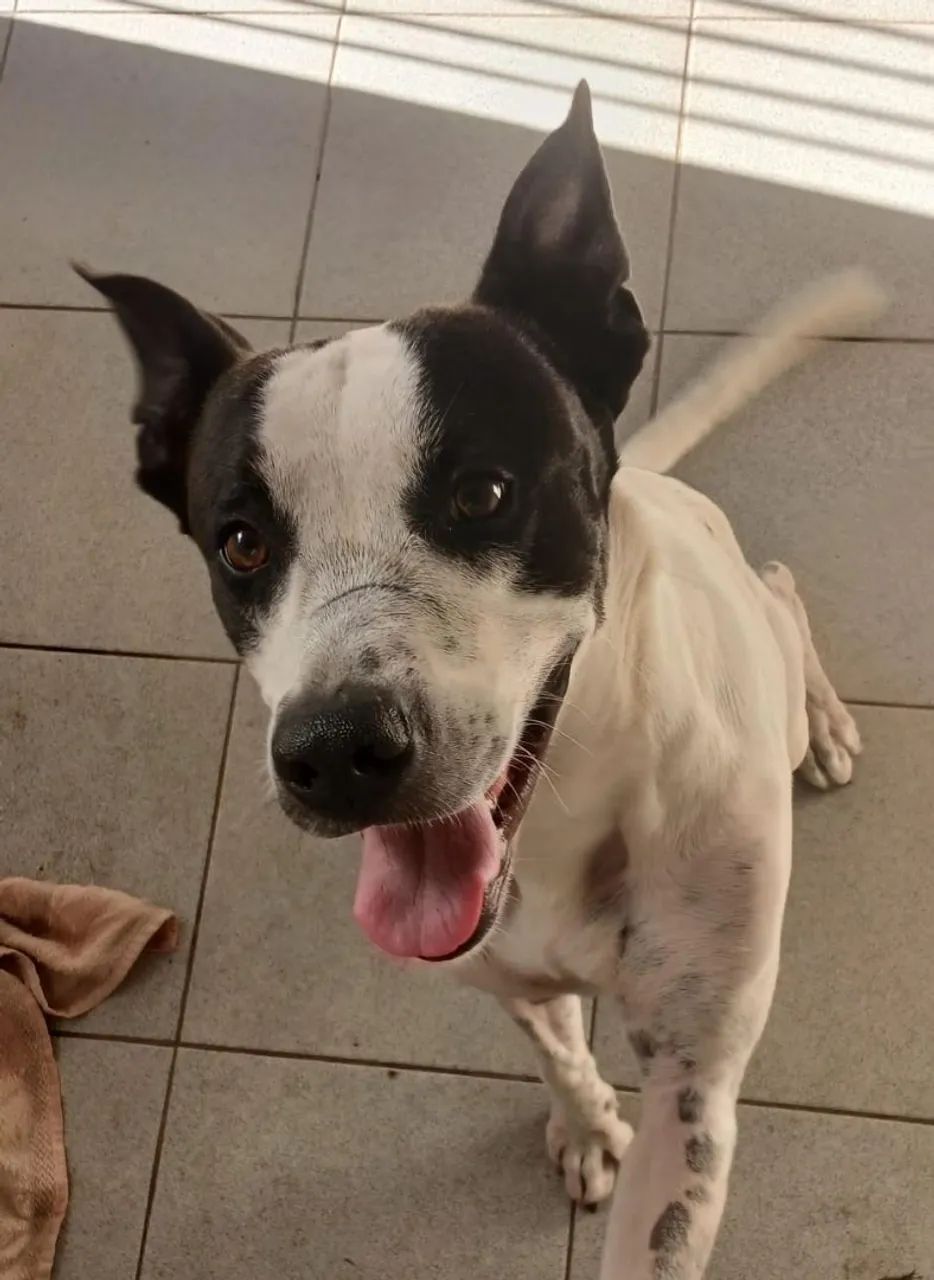 Cookie Adoção  - Foto 2