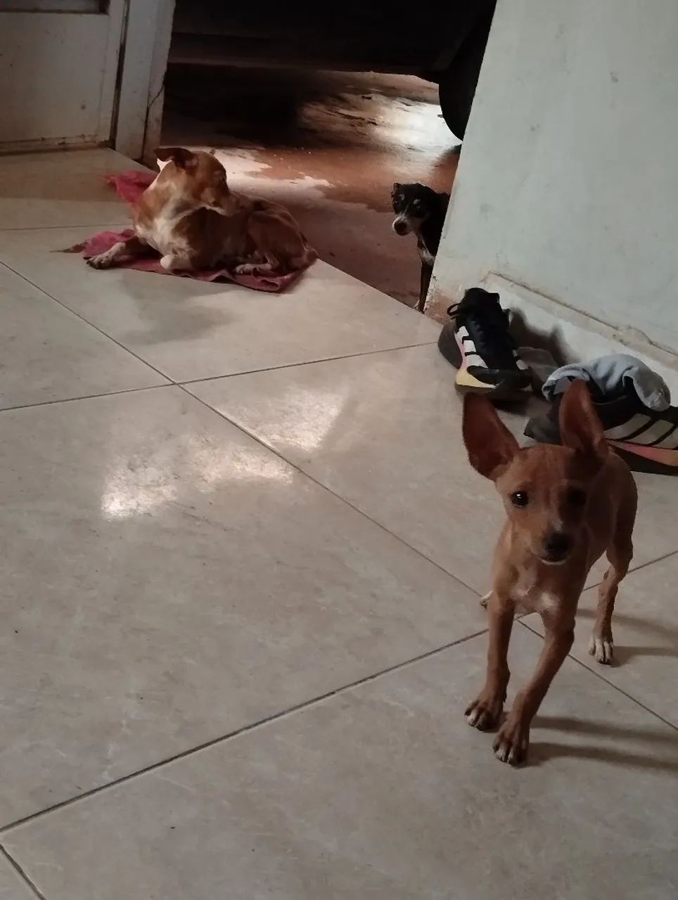 Filhote pinscher  - Foto 4