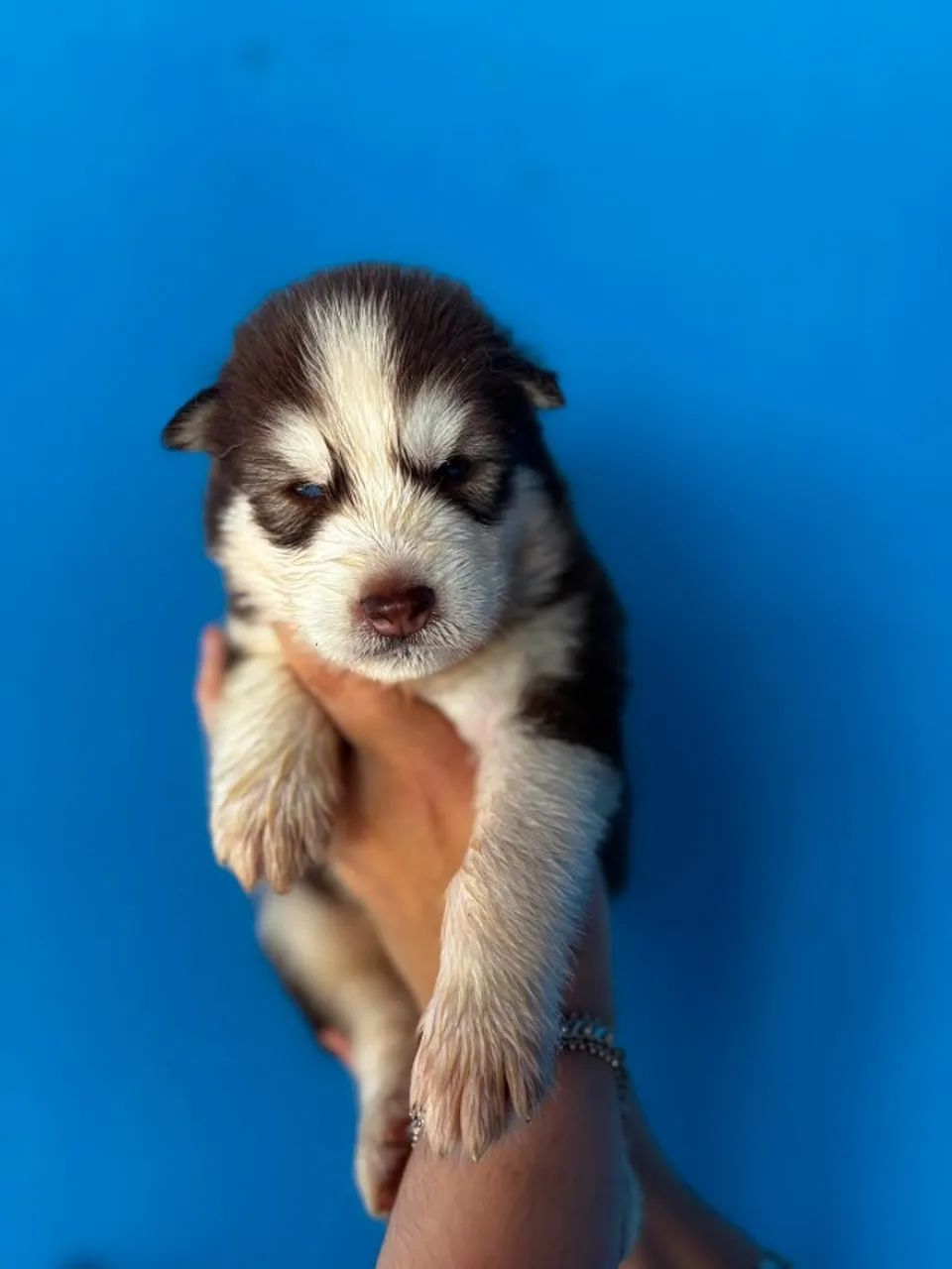 Husky Siberiano - Foto 4