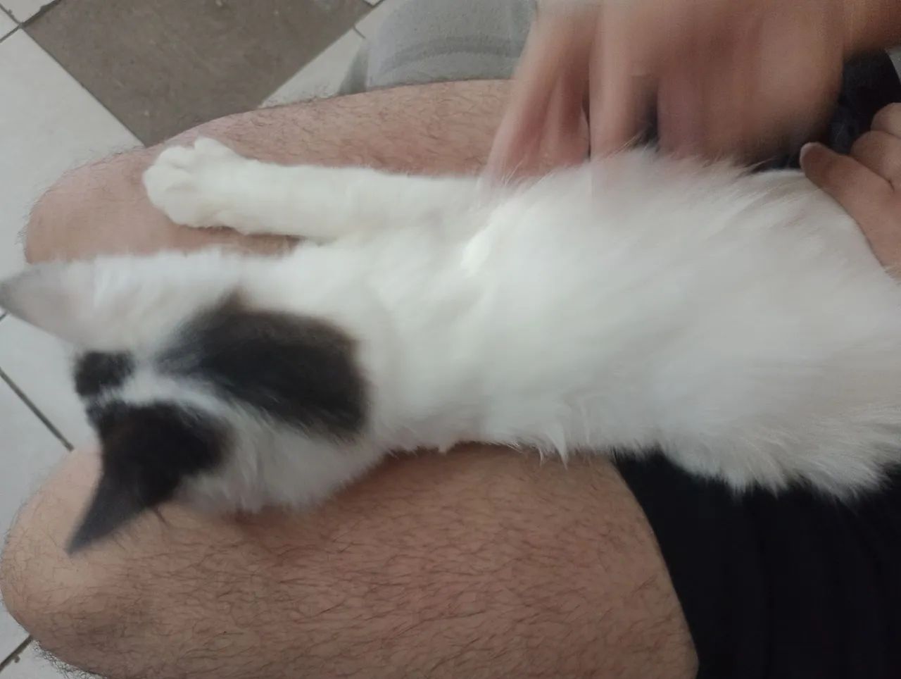 Gatinho Bento (irmão com Chico) - Foto 3