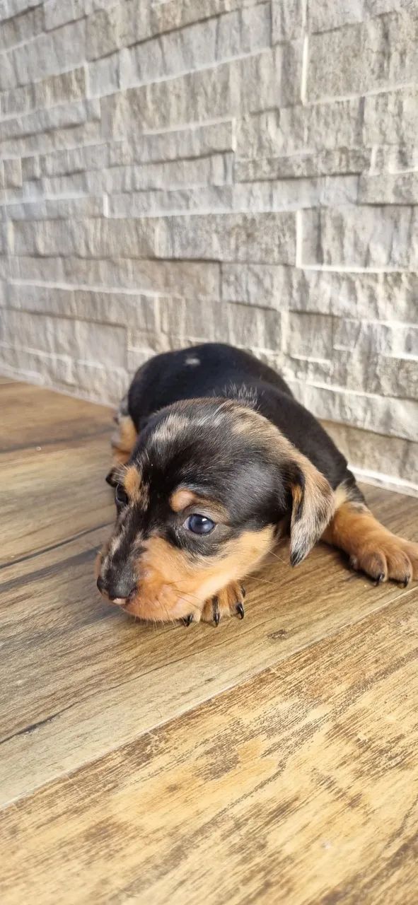 Venda de Filhotes Dachshund - 26 dias - Foto 4