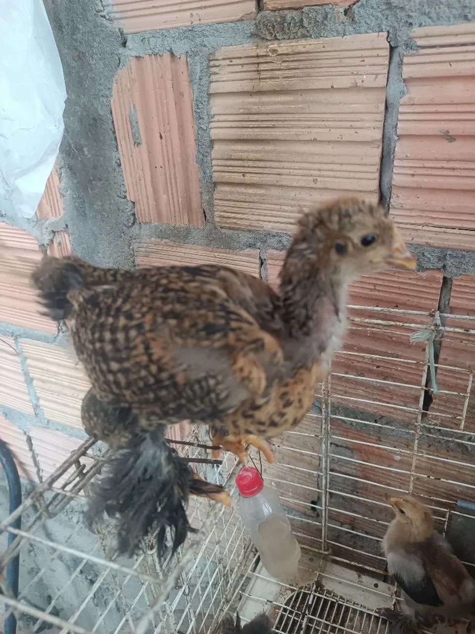 Pintos Brahma