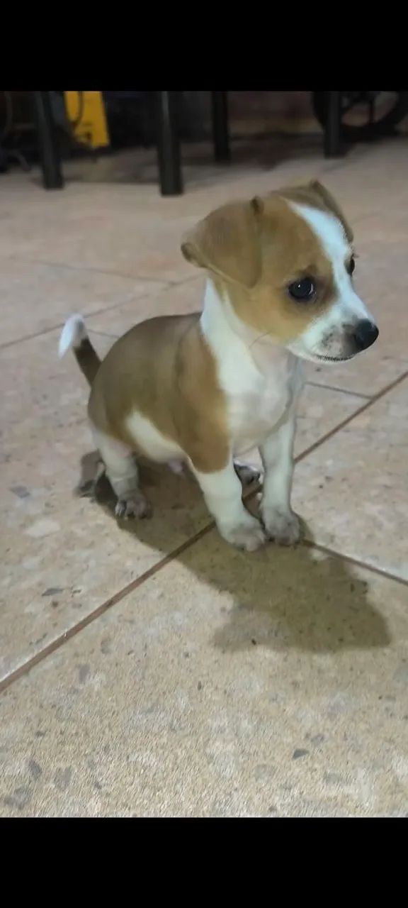 Doação de cachorrinho de pequeno porte