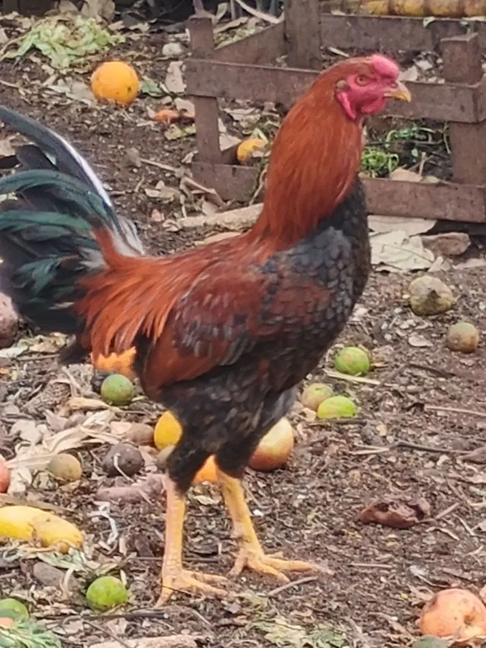 Vende-se frango caipira  - Foto 5
