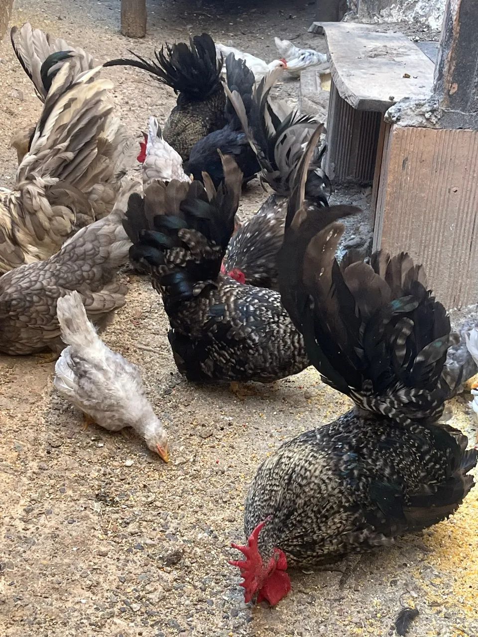 Vendo Garnizer Nagasaki e tenho comum  - Foto 5