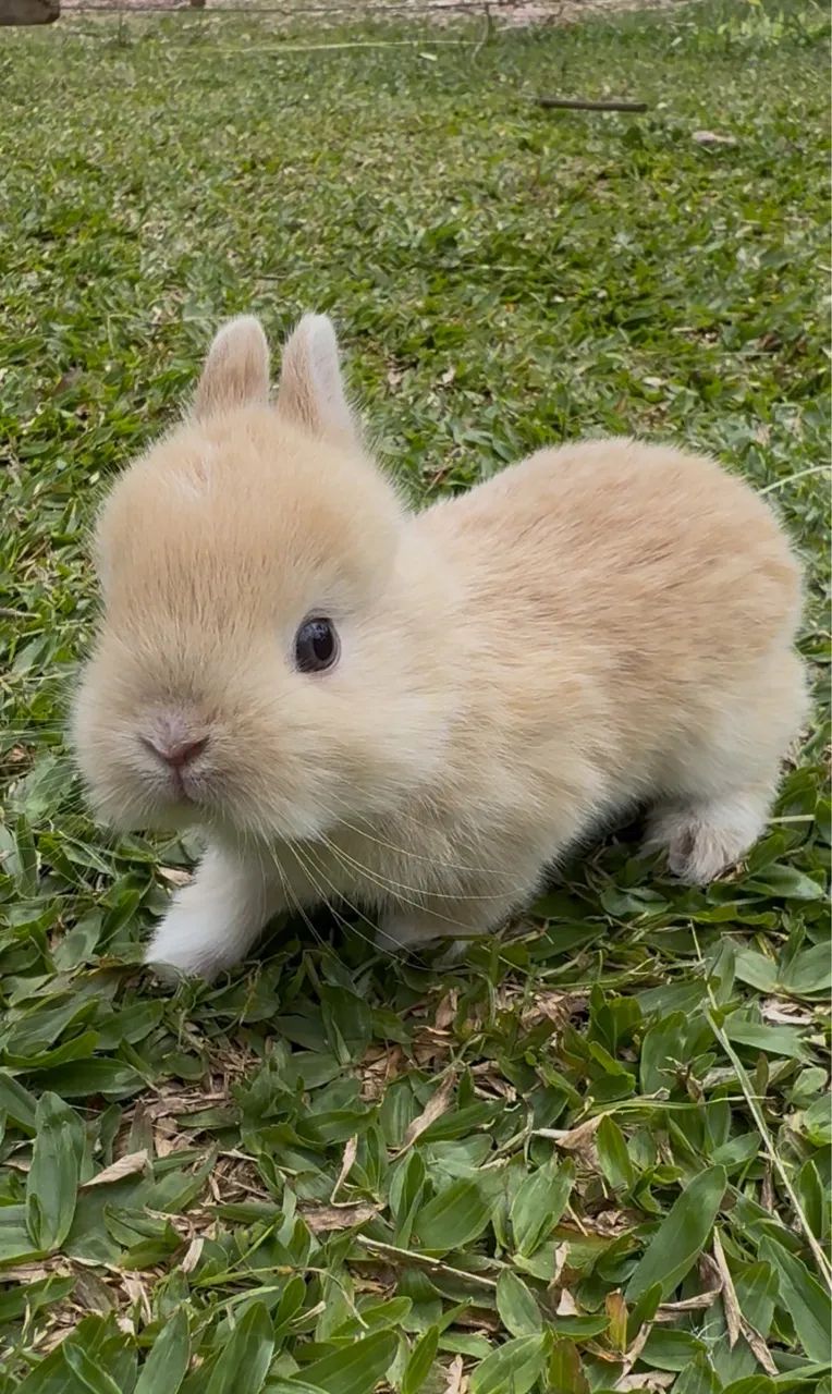 mini coelhos 