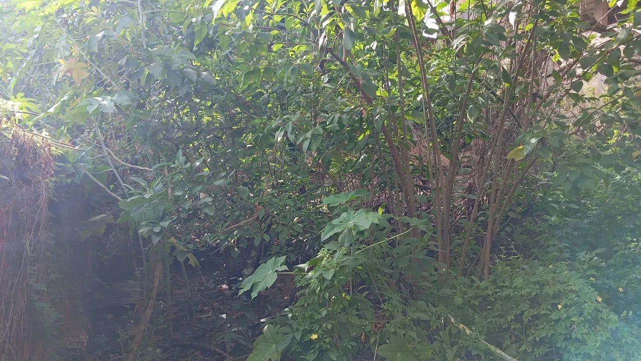 Limpeza de lote , quintal. - Foto 2