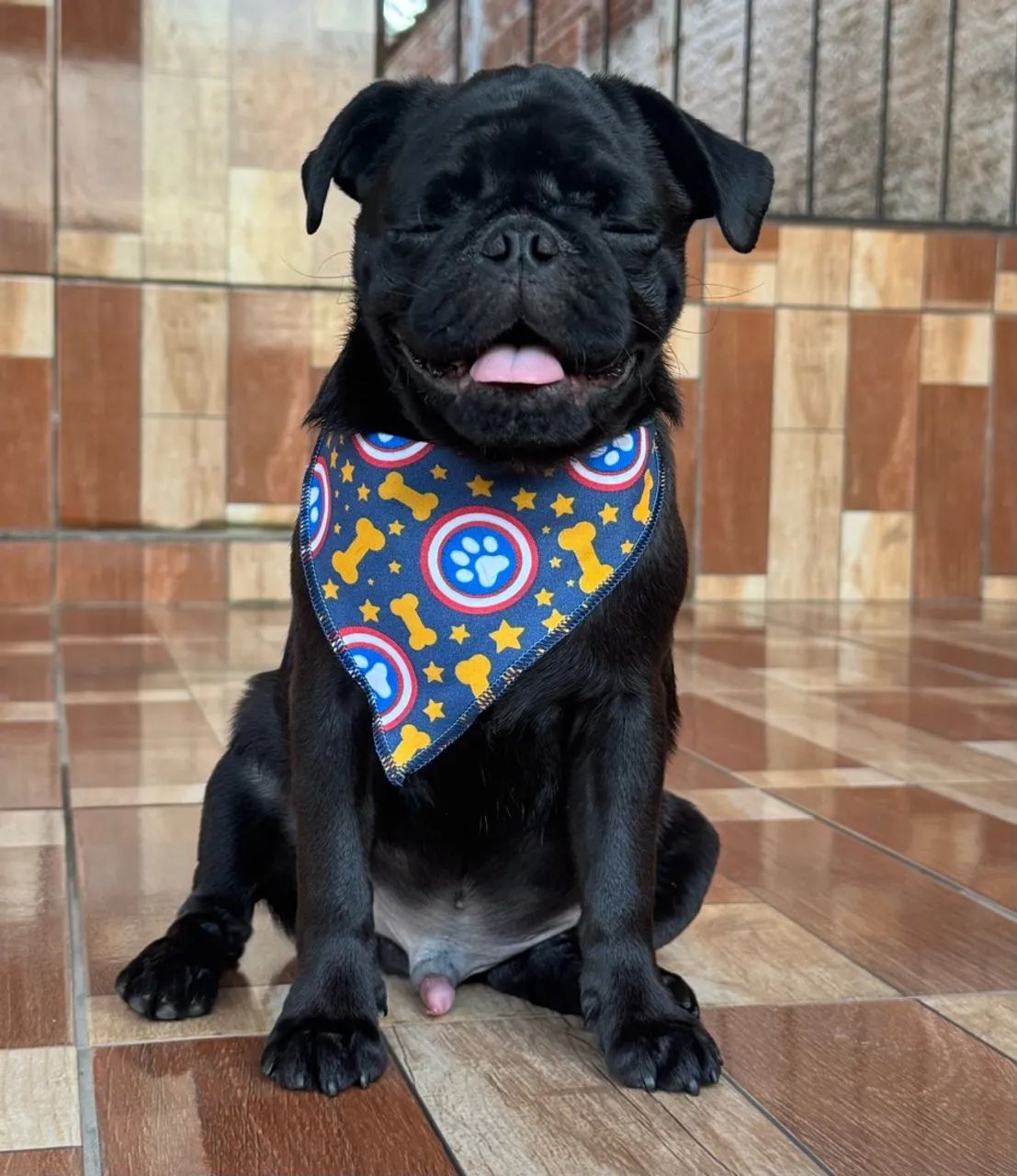 Pug macho - Foto 2