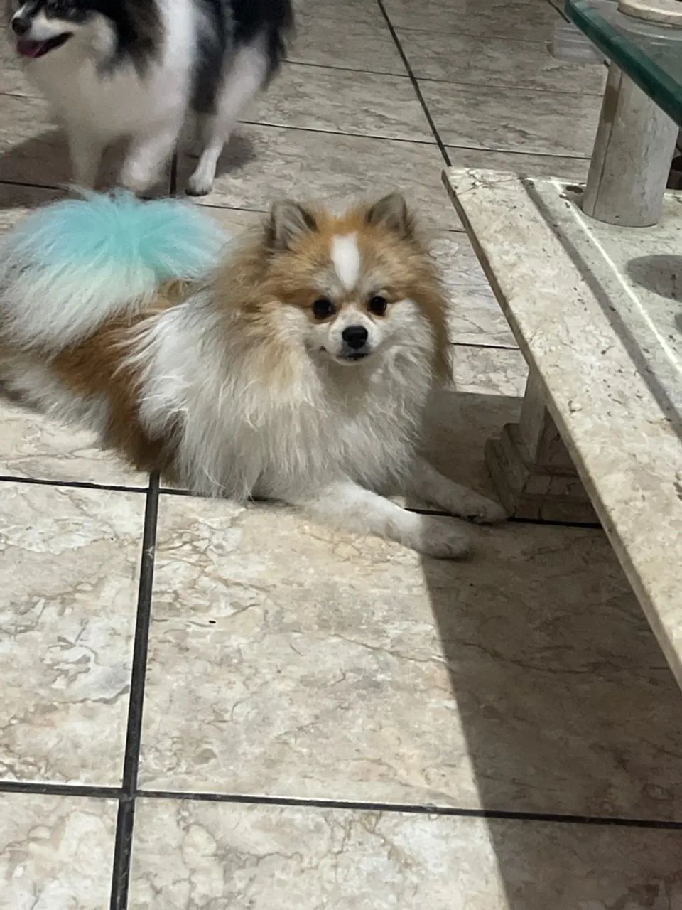 Spitz alemão anão para cruza 