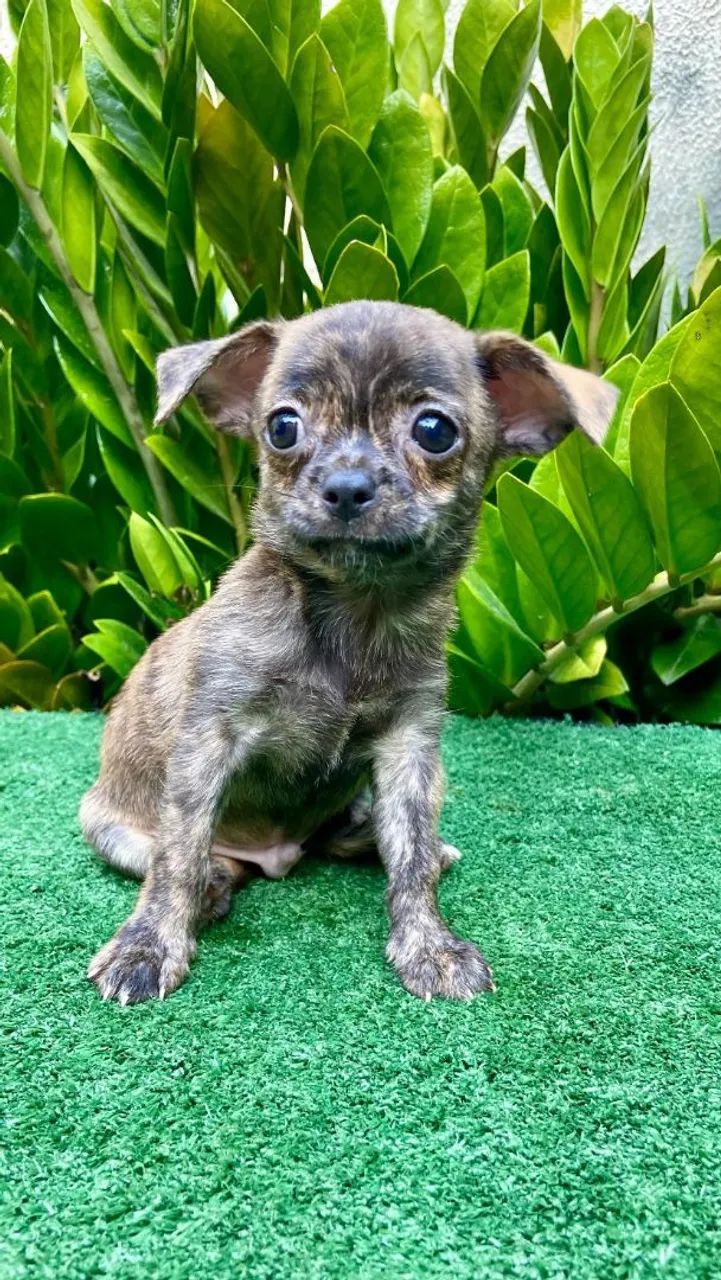 Chihuahua Macho  - Foto 3