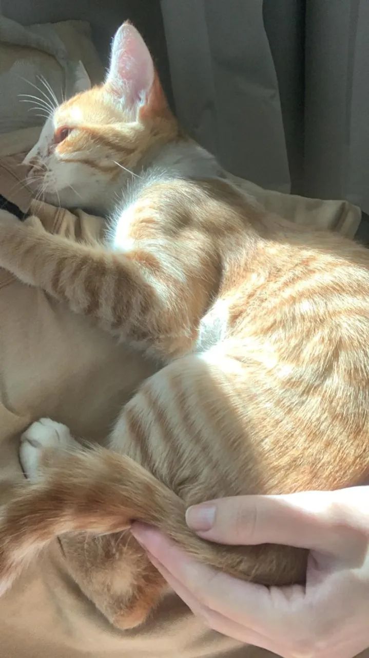 Gato laranja - Foto 2