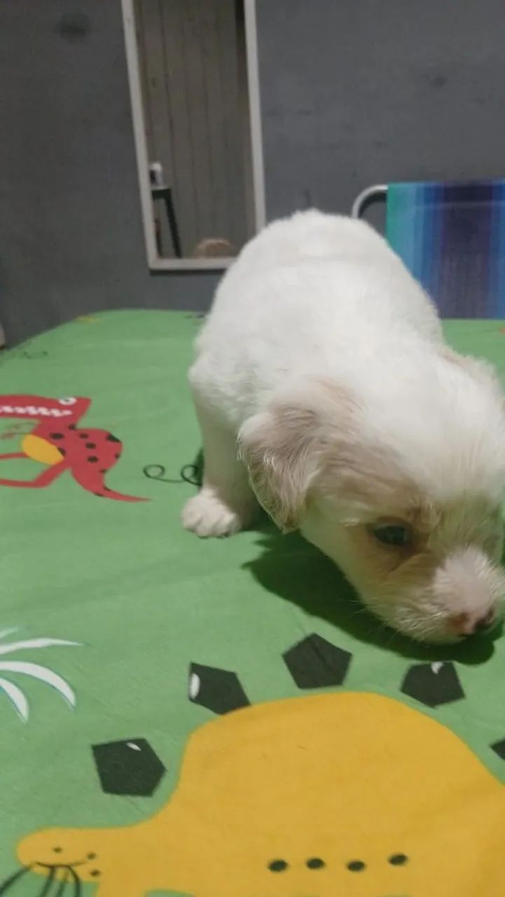 Vende-se Poodle Toy - Foto 5