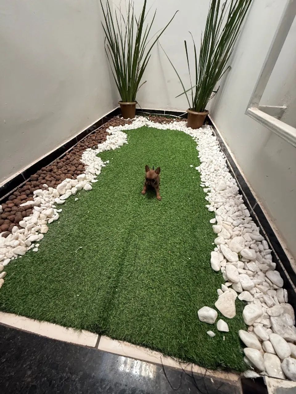 Pinscher fêmea  - Foto 3